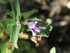 Dyschoriste hirsutissima