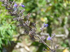 Salvia thyrsiflora