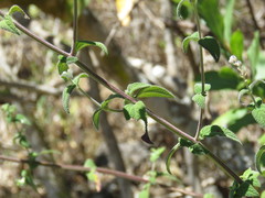 Salvia thyrsiflora