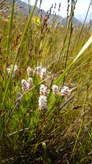 Spatalla mollis
