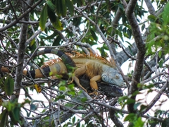 Iguana iguana