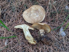 Clitopaxillus alexandri