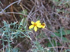 Coreopsis petrophila