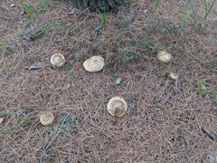 Clitopaxillus alexandri