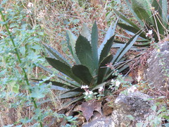 Agave maximiliana
