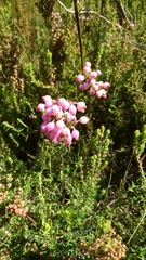Erica holosericea