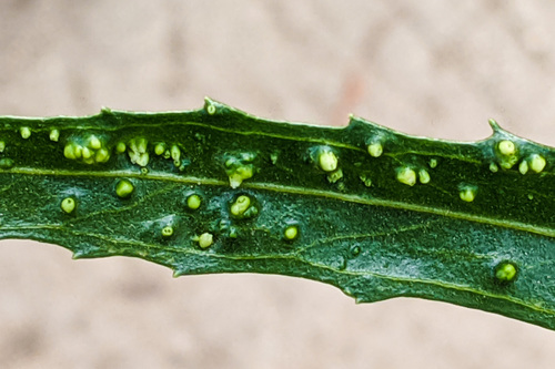 Mule Fat Blister Mite