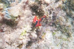 Enneapterygius atrogulare