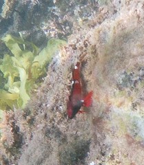 Enneapterygius atrogulare