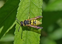 Euodynerus foraminatus