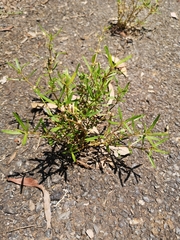 Alternanthera denticulata