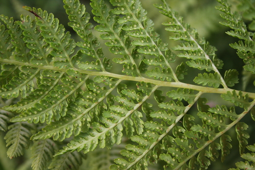 Athyrium alpestre iNat (3)