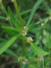 Alternanthera denticulata