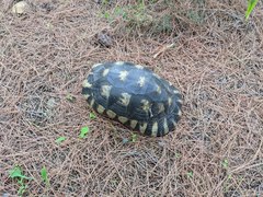 Testudo marginata