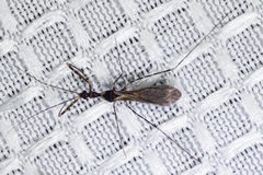 Stenolemoides arizonensis