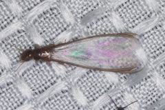 Incisitermes fruticavus