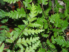 Pteris saxatilis