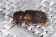 Scobicia suturalis