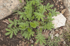 Potentilla chinensis