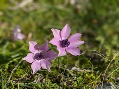 Anemone coronaria