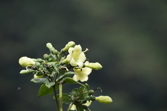 Macrocarpaea cochabambensis