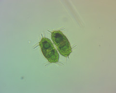 Xanthidium antilopaeum polymazum