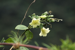 Macrocarpaea cochabambensis