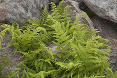 Athyrium yokoscense