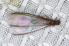 Incisitermes fruticavus