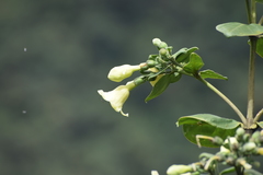 Macrocarpaea cochabambensis