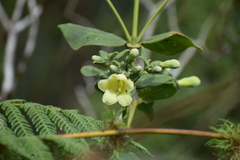 Macrocarpaea cochabambensis