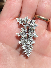 Argyrochosma limitanea