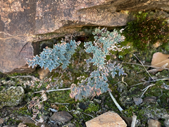 Argyrochosma limitanea
