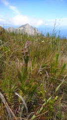 Mimetes capitulatus