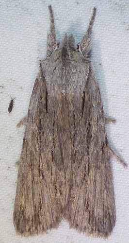 Lemmer's Pinion photo 2