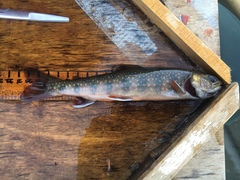 Salvelinus malma