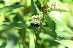 Asclepias nivea