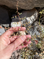 Pellaea intermedia
