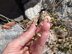 Pellaea intermedia