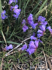 Penstemon hallii