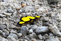 Cyllopoda jatropharia