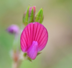 Onobrychis aequidentata
