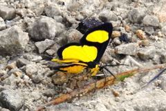Cyllopoda jatropharia