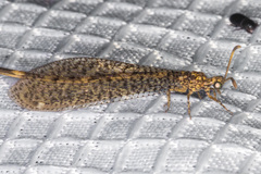 Clathroneuria schwarzi