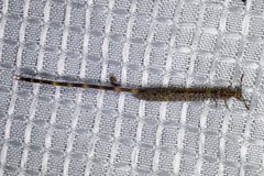 Clathroneuria schwarzi