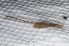 Clathroneuria schwarzi