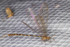 Clathroneuria schwarzi