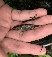 Haemadipsa interrupta