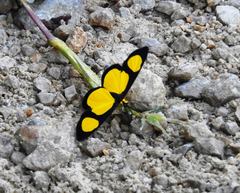 Cyllopoda jatropharia