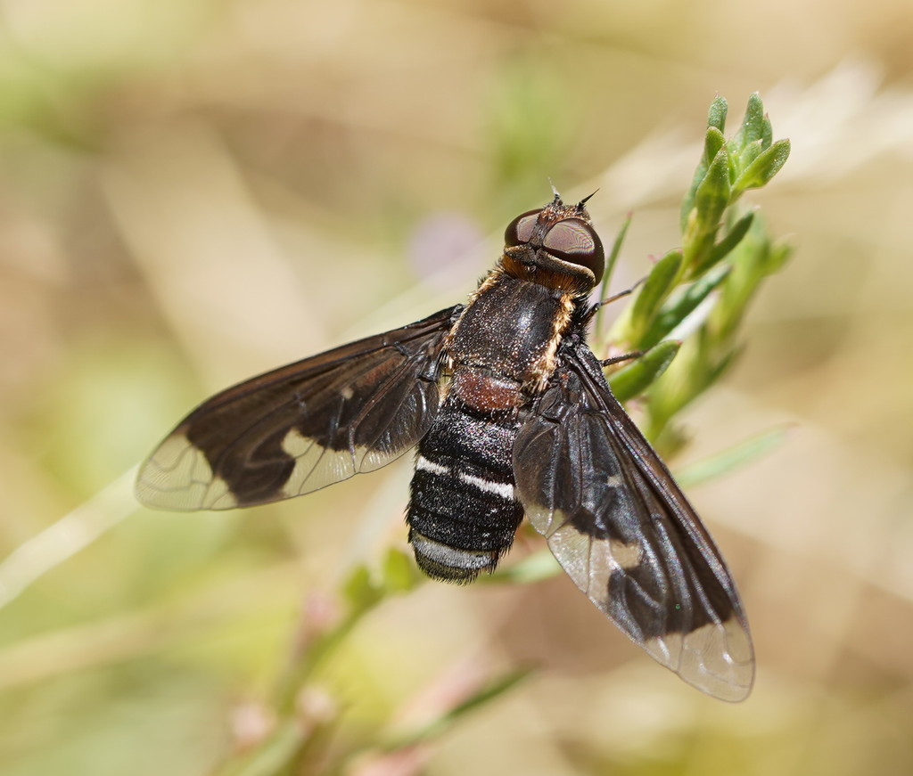 Balaana latelimbata